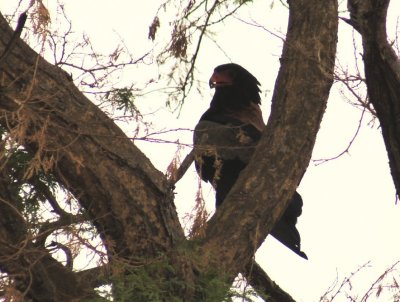 Bateleur adult male.jpg
