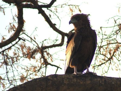 Bateleur juvenile.jpg