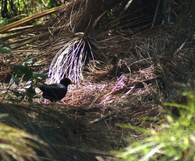Black Crake.jpg