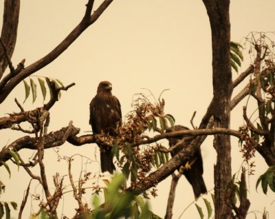 Black Kite.jpg