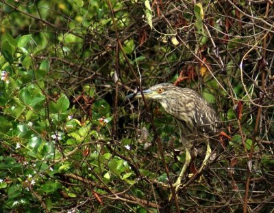 Black-crowned Night Heron.jpg