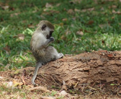 Black-faced Vervet.jpg