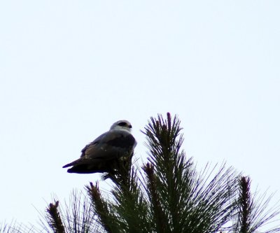 Black-shouldered Kite.jpg