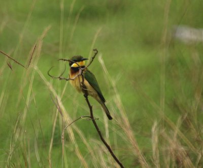 Blue-breasted Bee-eater.jpg