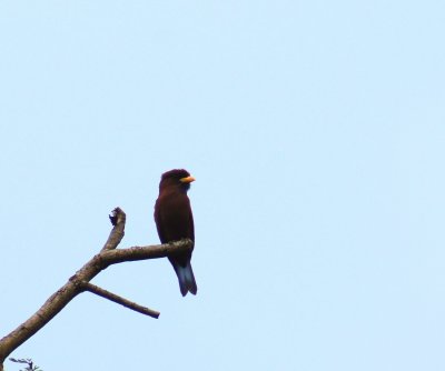 Blue-throated Roller.jpg