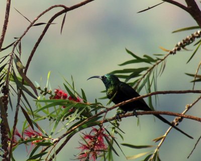 Bronze Sunbird.jpg