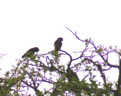 Brown Parrot.jpg