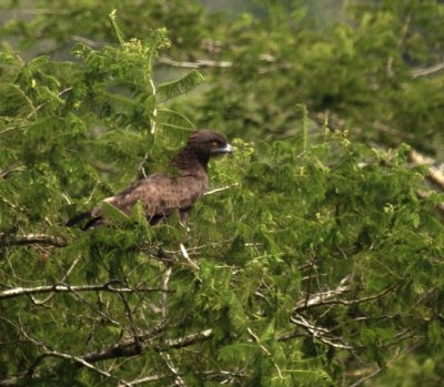 Brown Snake-Eagle.jpg