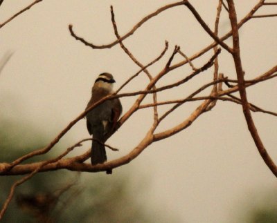 Brown-crowned Tschagra.jpg