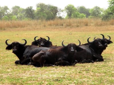 Cape Buffalo 2.jpg