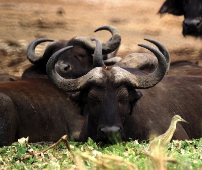 Cape Buffalo, Common Squacco Heron.jpg
