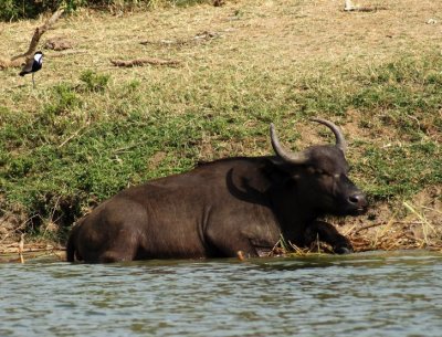 Cape Buffalo.jpg