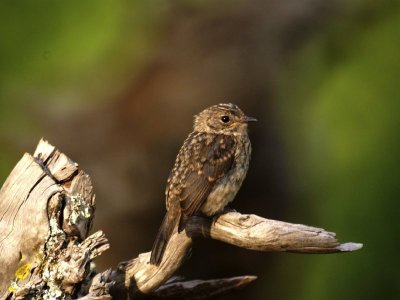 Cassin's Grey Flycatcher fledgling.jpg
