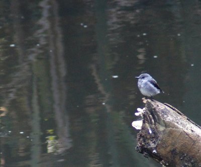 Cassin's Grey Flycatcher.jpg