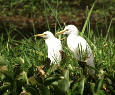 Cattle Egret 2.jpg
