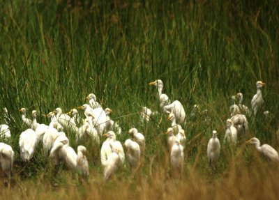 Cattle Egret.jpg