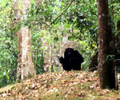 Chimpanzee.jpg