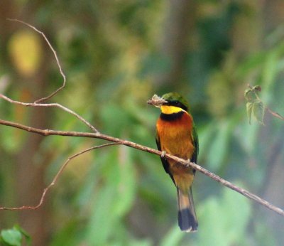 Cinnamon-breasted Bee-eater. 2jpg.jpg