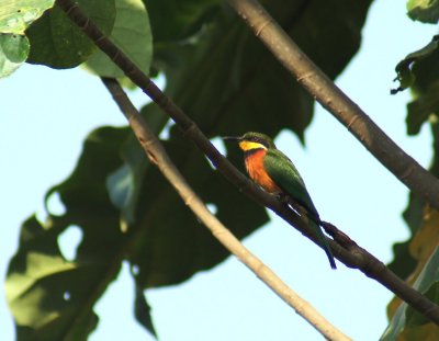 Cinnamon-breasted Bee-eater.jpg