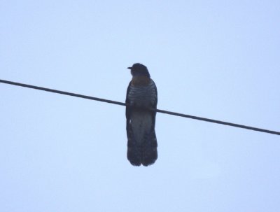 Common Cuckoo.jpg