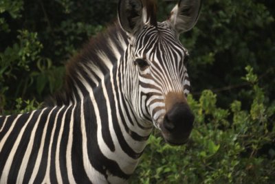 Common Zebra 2.jpg