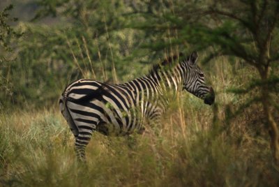 Common Zebra.jpg