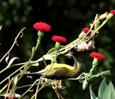 Copper Sunbird female.jpg