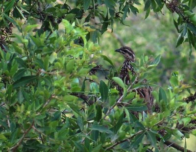 Crested Francolin. 2jpg.jpg