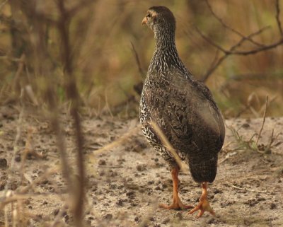 Crested Francolin.jpg