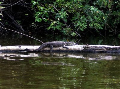 Crocodile.jpg