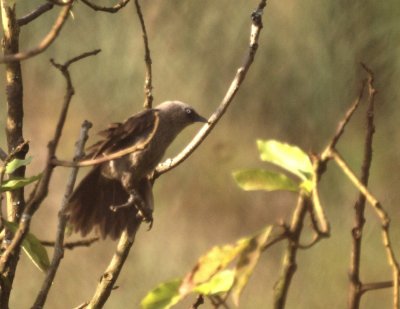 Dusky Babbler.jpg