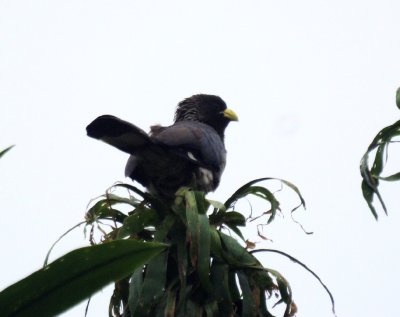 Eastern Grey Plantain-eater.jpg