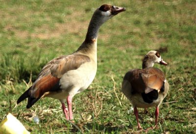 Egyptian Goose.jpg