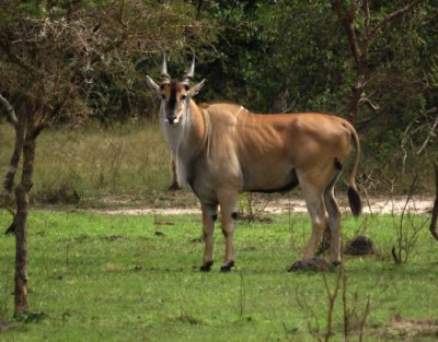 Eland.jpg