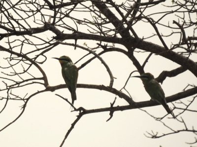 European Bee-eater.jpg