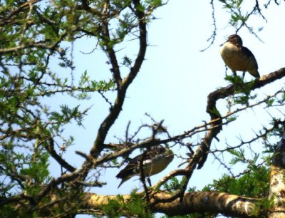 Fulvous Whistling-Duck.jpg