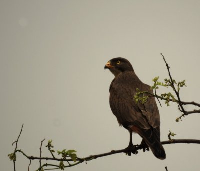 Grasshopper Buzzard.jpg