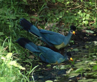 Great Blue Turaco.jpg