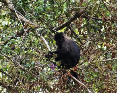 Grey-cheeked Mangabey.jpg