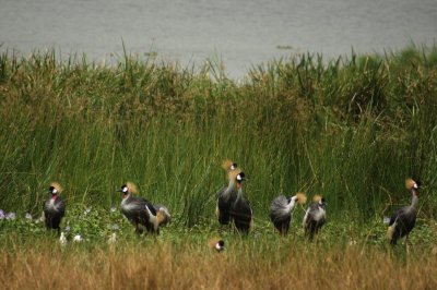 Grey-crowned Crane.jpg