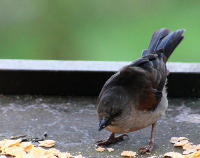 Grey-headed Sparrow.jpg