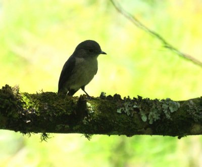 Grey-throated Flycatcher.jpg