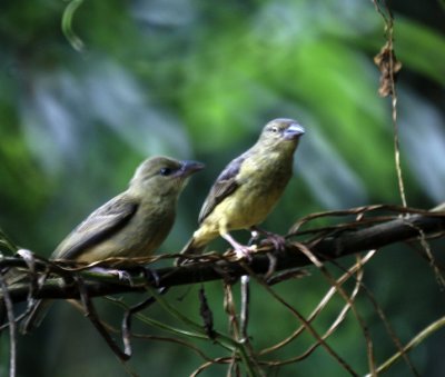 Holub's Golde Weaver.jpg