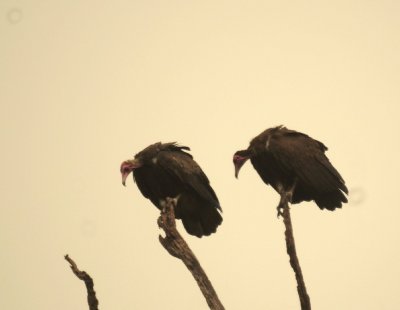 Hooded Vulture.jpg