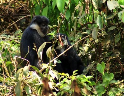 L'Hoest's Monkey.jpg