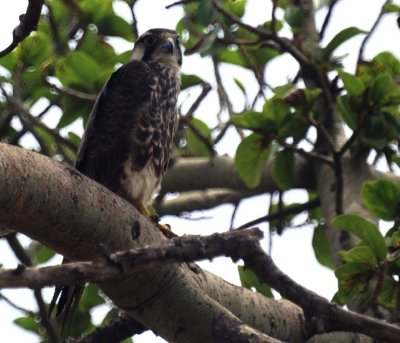 Lanner Falcon.jpg