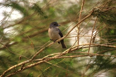 Lead-coloured Flycatcher.jpg