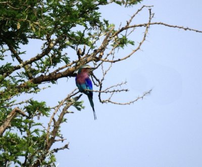 Lilac-breasted Roller.jpg