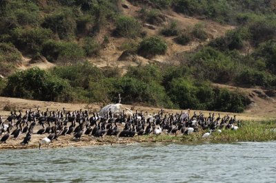 Long-tailed Cormorants & friends.jpg