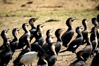 Long-tailed cormorant.jpg